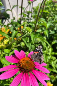 Painted Lady Butterfly on purple coneflower